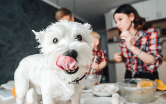 ventajas alimentacion natural perros
