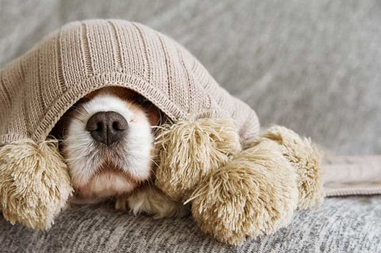 cuidar perro invierno