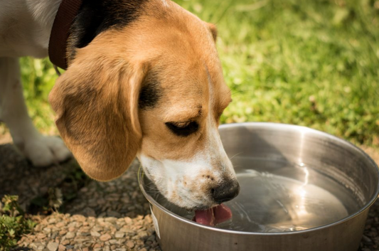 Dieta renal casera para perros con problemas urinarios