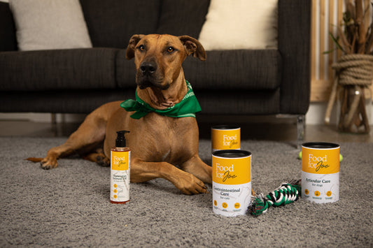 Los mejores suplementos para perros mayores