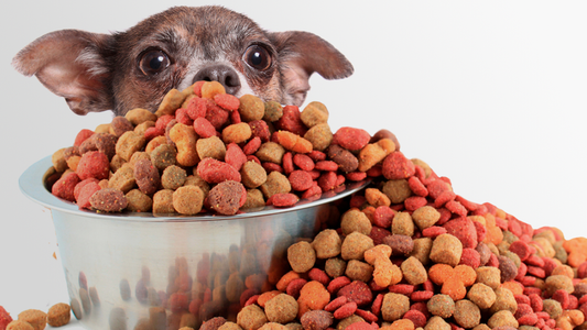 ¿QUÉ ESCONDEN LOS PIENSOS PARA PERRO?