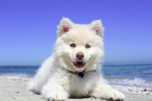 GOLPE DE CALOR EN PERROS