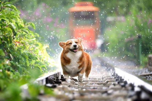 DIROFILARIA EN PERROS