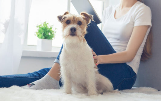 EL MSM: UN GRAN COMPLEMENTO NATURAL PARA TU PELUDO