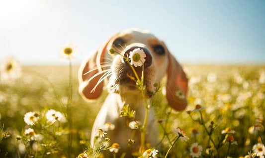 ¿Cómo cuidar a tu perro en primavera?