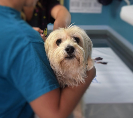 DIABETES EN PERROS: SÍNTOMAS Y TRATAMIENTO