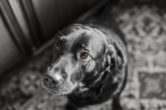 PANCREATITIS CANINA: SÍNTOMAS Y TRATAMIENTO