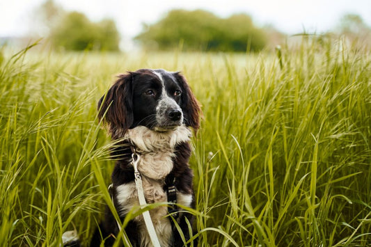 Leishmaniosis en perros: causa y síntomas