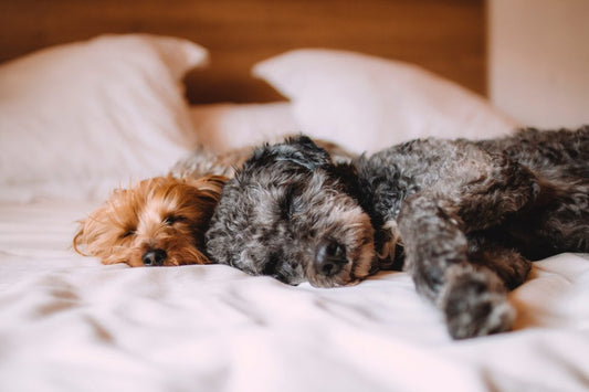 ¿Es bueno dormir con perros?