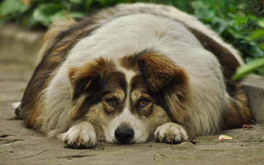 obesidad en perros