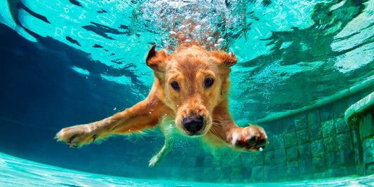 ¿Cómo cuidar a tu perro en verano?