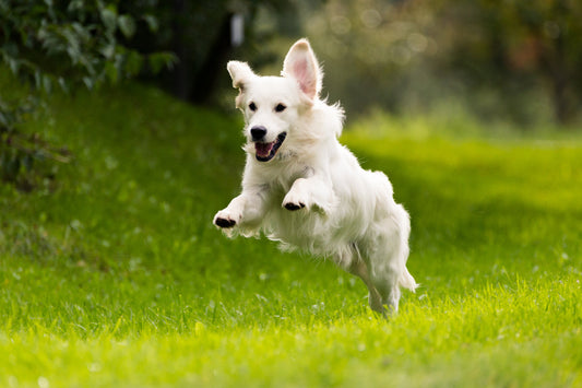 Suplementos fortalecer articulaciones perros