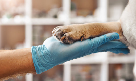 Suplementos para perros desnutridos