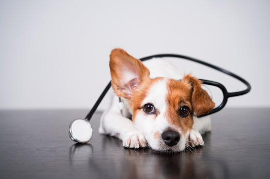 Seguros para perros con asistencia veterinaria