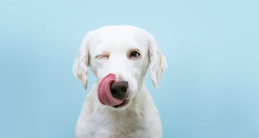 pueden comer legumbres perros