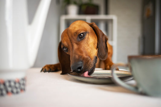que no puede comer un teckel