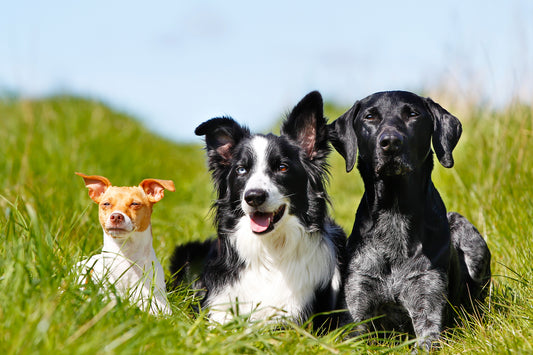 Ventajas de personalizar la dieta de tu perro