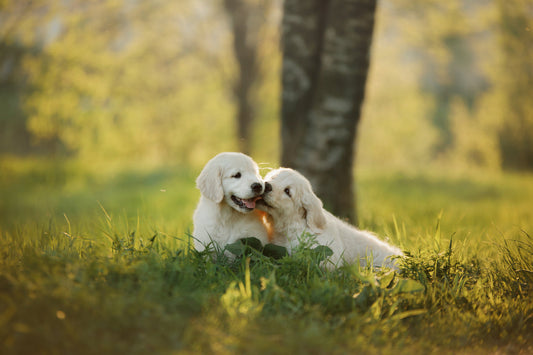 Tabla de porciones de alimentos para perros cachorros
