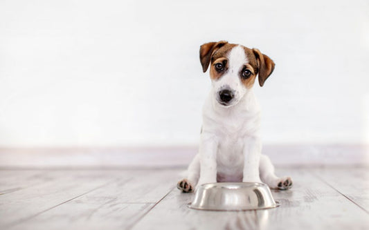 mejor comida cachorro perro