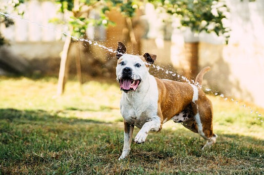 Consejos para refrescar a tu perro en verano