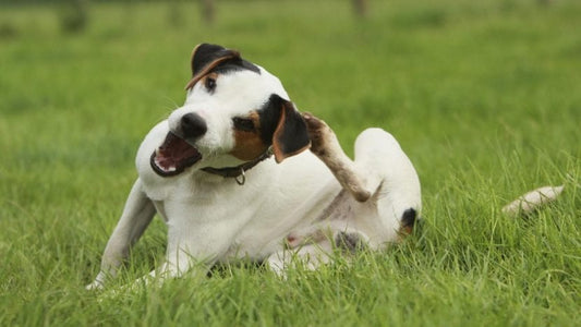ALIMENTACIÓN Y DERMATITIS ATÓPICA CANINA