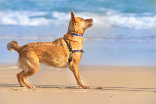 PLAYAS PARA PERROS 2023