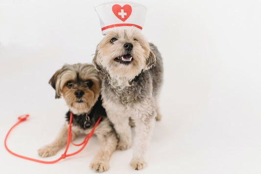 vacunas para perros