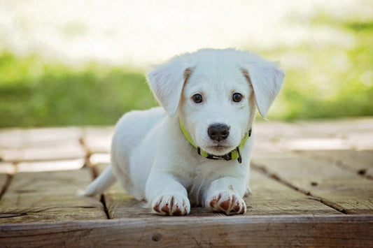8 PUNTOS A TENER EN CUENTA ANTES DE ADOPTAR