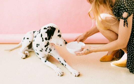 ALERGIAS ALIMENTARIAS EN PERROS: SÍNTOMAS Y DIETA