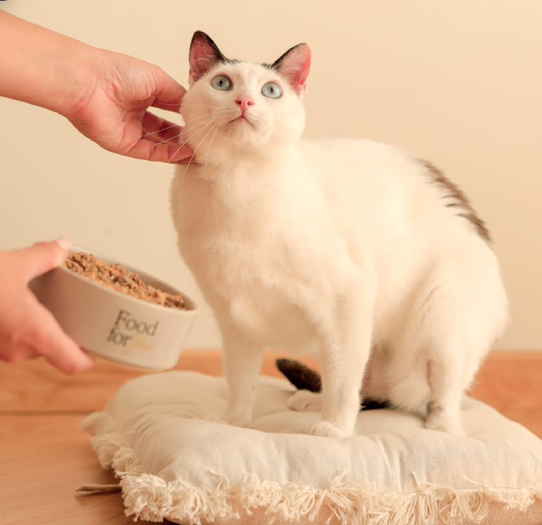 Porkitup - menú de cerdo para gatos 200g