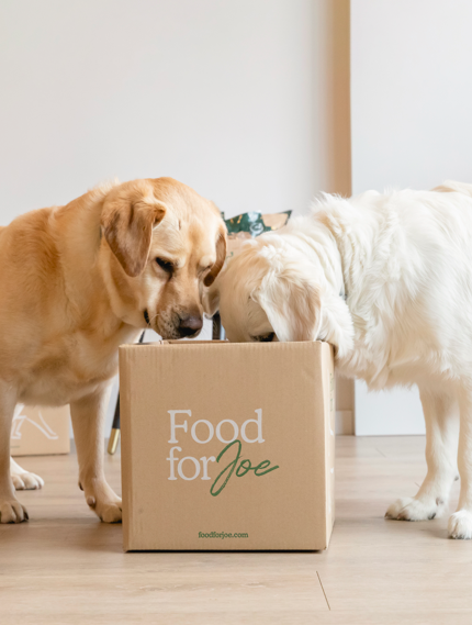 Cáscara de psyllium en polvo formato frasco - Suplemento 100% natural para perros y gatos