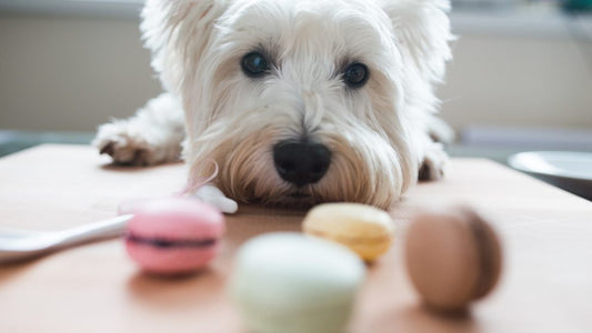 dulces malos para perros