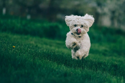 Características del perro bichón maltés: lo que debes saber