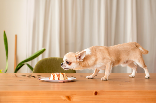 consejos cuidar chihuahua