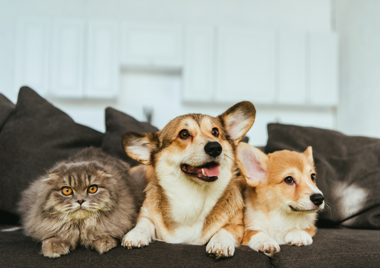 ¿Cómo ayudar a tu mascota a evitar el estrés?