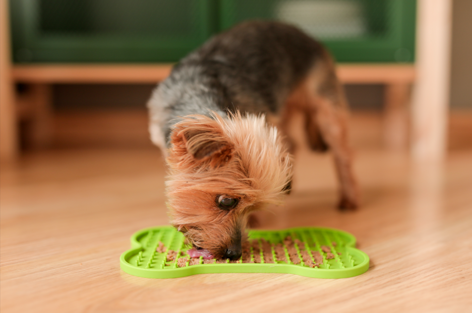 todo sobre yorkshire terrier