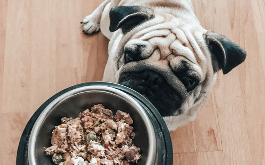 ALIMENTACIÓN NATURAL CANINA: ¿POR QUÉ DIETA COCINADA?