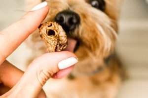 mejores snacks para perros