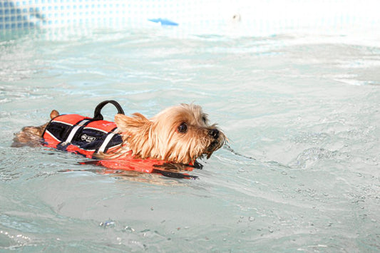 natacion perros