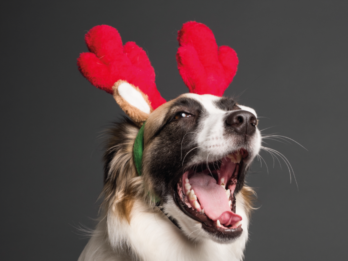 Mejores regalos para perros | Navidad 2025