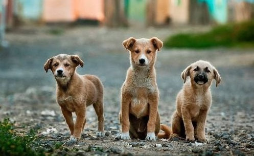 Cuánto crece un perro mestizo