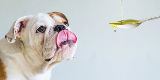 lista acidos grasos perros