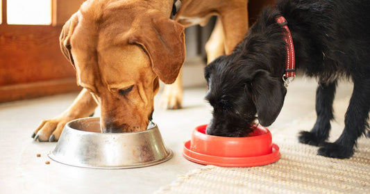 cantidad de comida perros