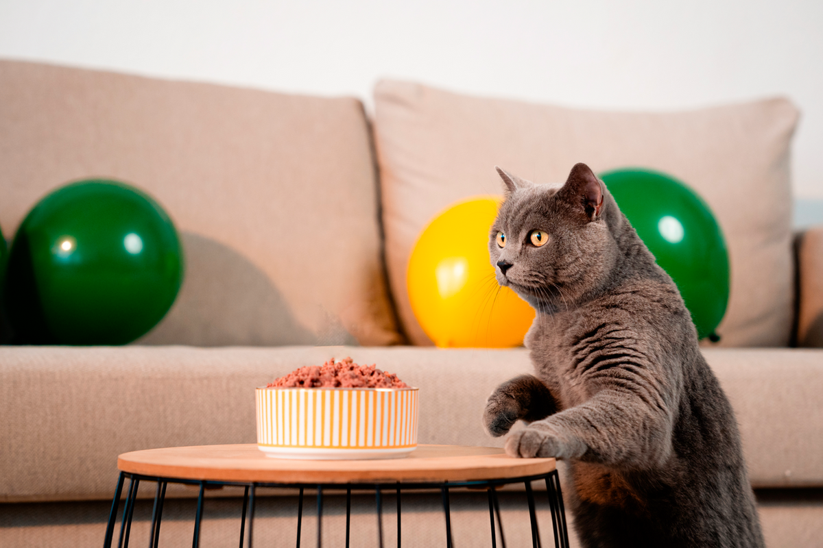 Salud renal en gatos: prevención y suplementos útiles