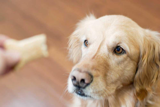 recetas premios caseros perros