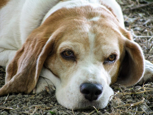 factores en longevidad perros