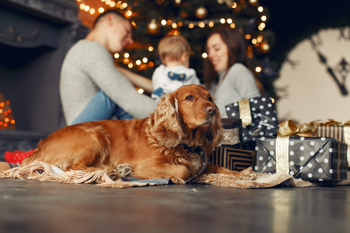 Consejos de seguridad y bienestar para perros en Navidad