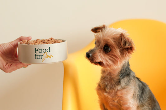 mejor comida perros raza pequeña