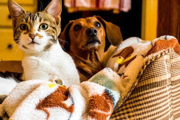 que comen los gatos