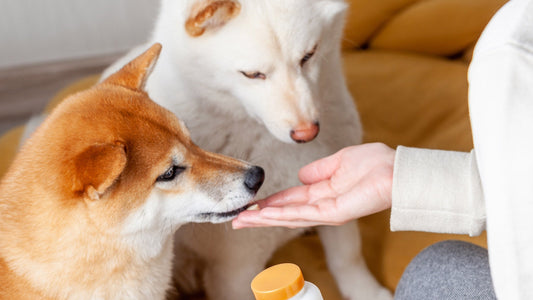 enterogermina para perros